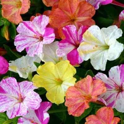 Picture of Marvel Of Peru FlowerS seeds SHONDHA MALOTI - 15Pcs SeedS