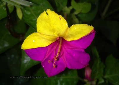 Picture of Marvel Of Peru FlowerS seeds SHONDHA MALOTI - 15Pcs SeedS