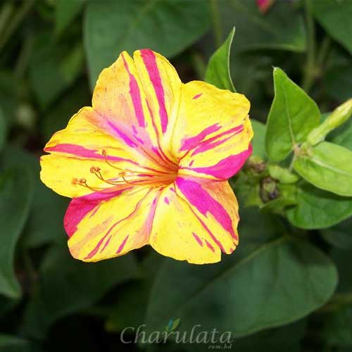 Picture of Marvel Of Peru FlowerS seeds SHONDHA MALOTI - 15Pcs SeedS