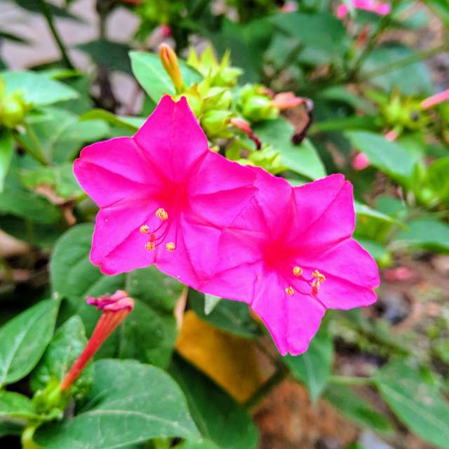 Picture of Marvel Of Peru FlowerS seeds SHONDHA MALOTI - 15Pcs SeedS