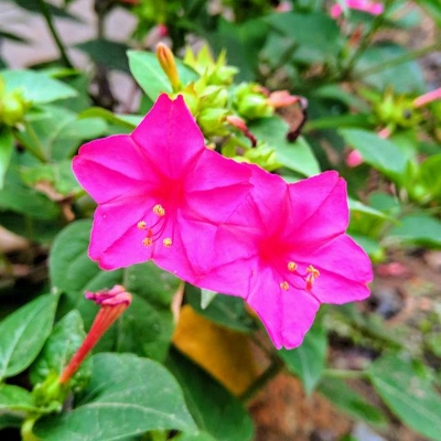 Picture of Marvel Of Peru FlowerS seeds SHONDHA MALOTI - 15Pcs SeedS