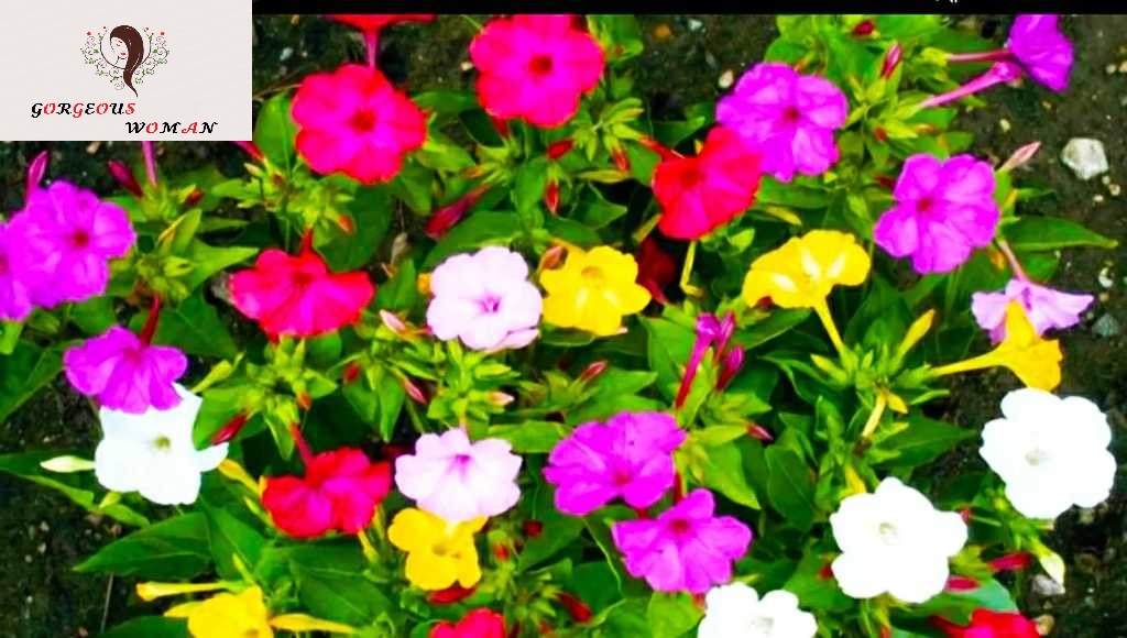 Picture of Marvel Of Peru FlowerS seeds SHONDHA MALOTI - 15Pcs SeedS