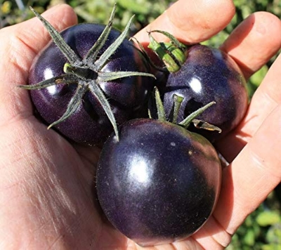 Picture of All Season Black Cherry Tomato Seeds - 25 Pcs SeedS