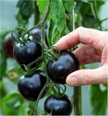Picture of All Season Black Cherry Tomato Seeds - 25 Pcs SeedS