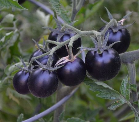 Picture of All Season Black Cherry Tomato Seeds - 25 Pcs SeedS
