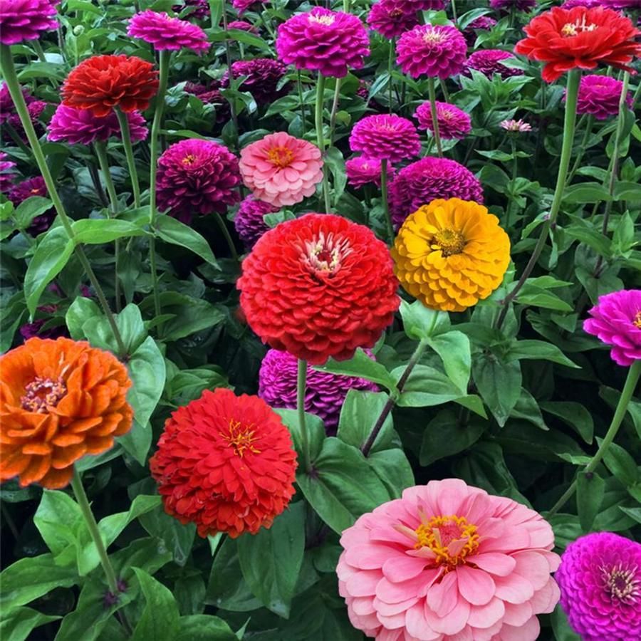 Picture of Global Zinnia Flower Seeds  - 20 Pcs SeedS