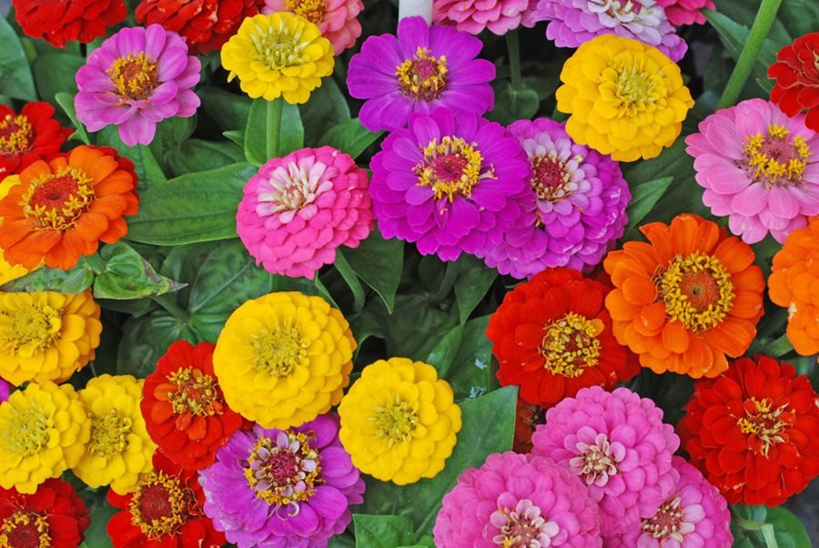 Picture of Global Zinnia Flower Seeds  - 20 Pcs SeedS