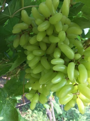 Picture of  All Season 15 Pcs Grape Seeds - 15 Pcs Seeds (Imported Global Seeds)