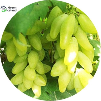 Picture of  All Season 15 Pcs Grape Seeds - 15 Pcs Seeds (Imported Global Seeds)