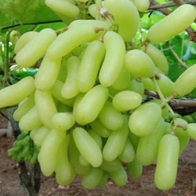 Picture of  All Season 15 Pcs Grape Seeds - 15 Pcs Seeds (Imported Global Seeds)