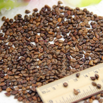 Picture of  All Season 15 Pcs Grape Seeds - 15 Pcs Seeds (Imported Global Seeds)