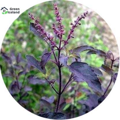 Picture of 25 Pcs All Season Red Basil / Tulsi SeedS 