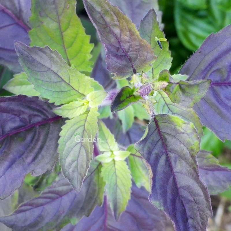 Picture of 25 Pcs All Season Red Basil / Tulsi SeedS 