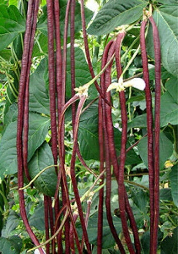 Picture of  All Season 15 Pcs red Natural Long Bean Seeds