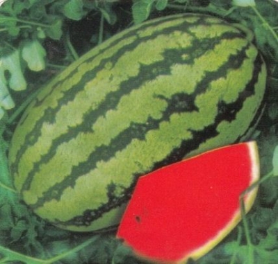 Picture of  All Season Watermelon Seeds  - 10 Pcs Seeds
