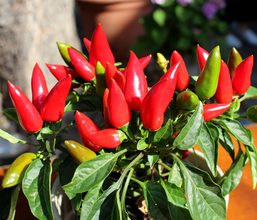 Picture of All Season Indian Bullet Chili Hybrid SeedS For Plants and Tob/Terrace - 30PcS