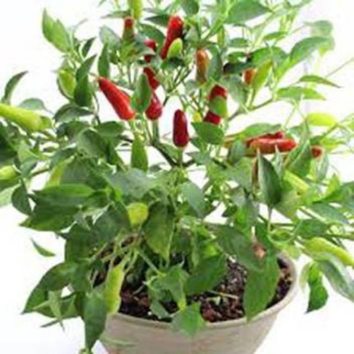 Picture of All Season Indian Bullet Chili Hybrid SeedS For Plants and Tob/Terrace - 30PcS