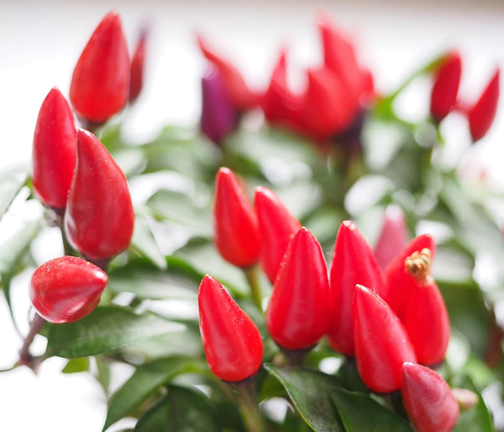 Picture of All Season Indian Bullet Chili Hybrid SeedS For Plants and Tob/Terrace - 30PcS