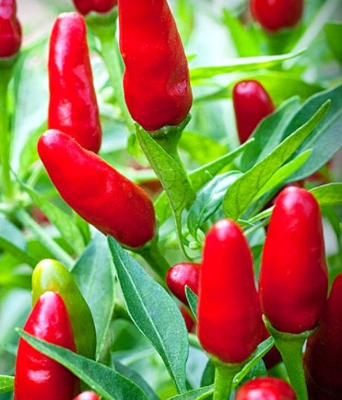 Picture of All Season Indian Bullet Chili Hybrid SeedS For Plants and Tob/Terrace - 30PcS