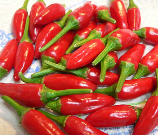 Picture of All Season Indian Bullet Chili Hybrid SeedS For Plants and Tob/Terrace - 30PcS
