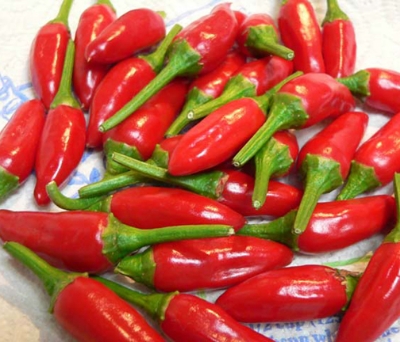 Picture of All Season Indian Bullet Chili Hybrid SeedS For Plants and Tob/Terrace - 30PcS