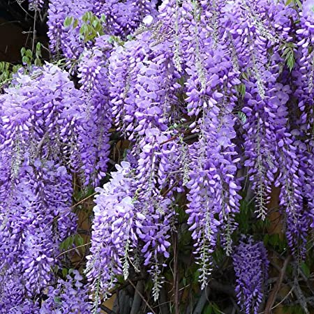 Picture of All Season Purple Wisteria flower Seeds -  5 Pcs SeedS