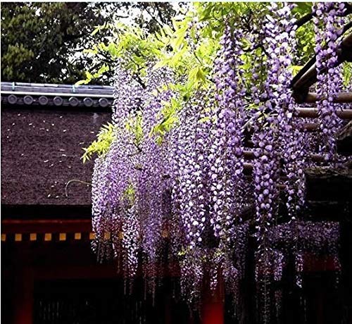 Picture of All Season Purple Wisteria flower Seeds -  5 Pcs SeedS