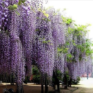 Picture of All Season Purple Wisteria flower Seeds -  5 Pcs SeedS