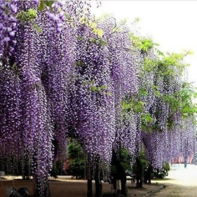 Picture of All Season Purple Wisteria flower Seeds -  5 Pcs SeedS
