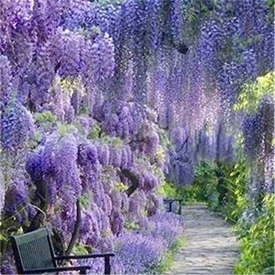Picture of All Season Purple Wisteria flower Seeds -  5 Pcs SeedS