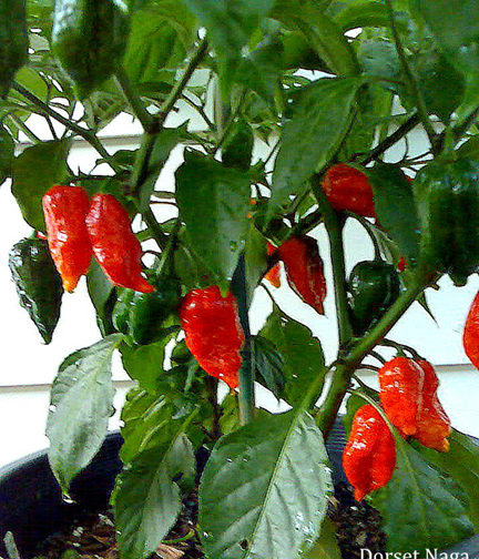 Picture of Naga Chili Seeds -  25+pcs Intek Packet SeedS