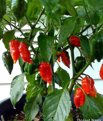 Picture of Naga Chili Seeds -  25+pcs Intek Packet SeedS