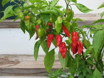 Picture of Naga Chili Seeds -  25+pcs Intek Packet SeedS