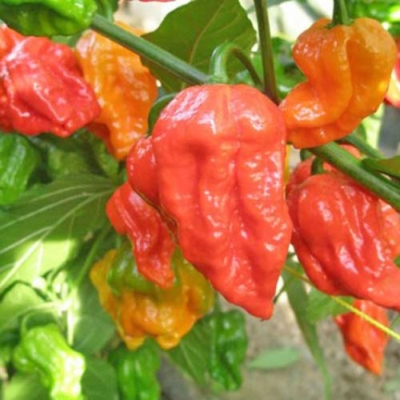 Picture of Naga Chili Seeds -  25+pcs Intek Packet SeedS