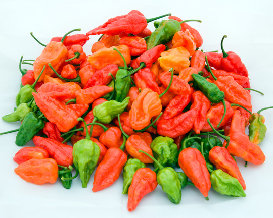 Picture of Naga Chili Seeds -  25+pcs Intek Packet SeedS