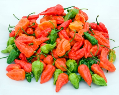 Picture of Naga Chili Seeds -  25+pcs Intek Packet SeedS