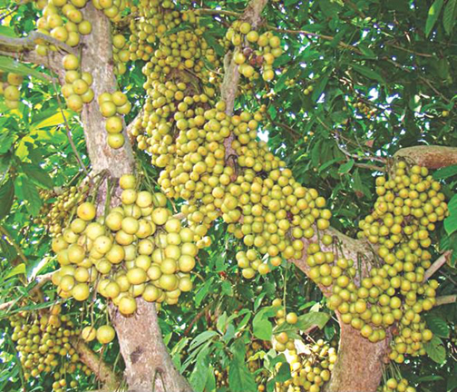 Picture of Latkan Tree Seeds - 05 PcS