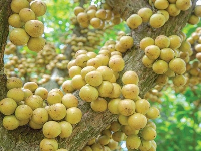 Picture of Latkan Tree Seeds - 05 PcS