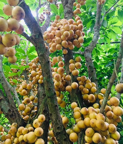 Picture of Latkan Tree Seeds - 05 PcS