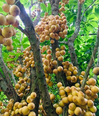 Picture of Latkan Tree Seeds - 05 PcS