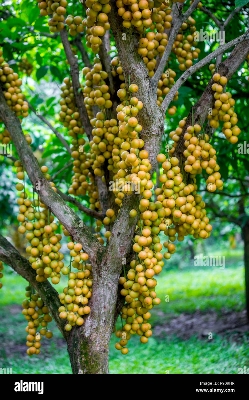 Picture of Latkan Tree Seeds - 05 PcS