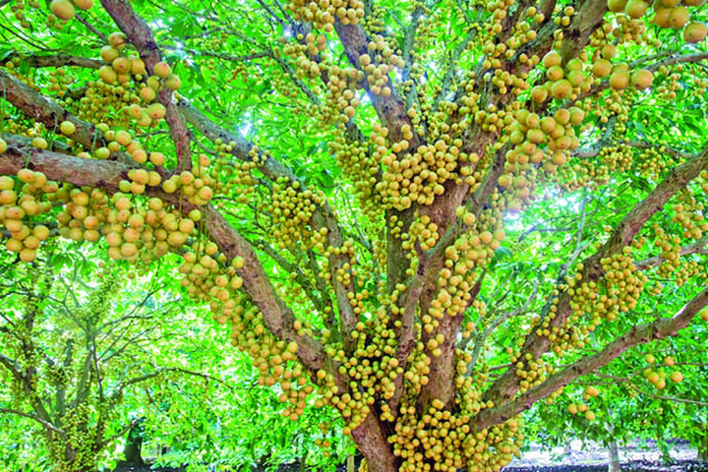 Picture of Latkan Tree Seeds - 05 PcS