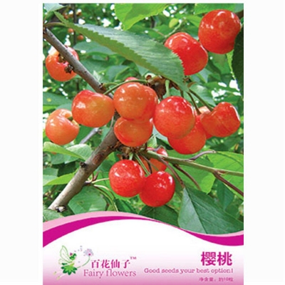 Picture of All Season Sweet Cherry Bonsai Seeds - 5 pcs (Global Seeds) packet