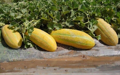 Picture of All Season Muskmelon Seeds Bangi Seeds - 20 pcs