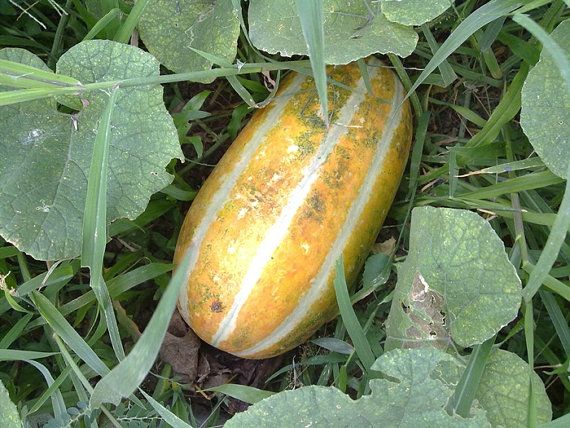 Picture of All Season Muskmelon Seeds Bangi Seeds - 20 pcs