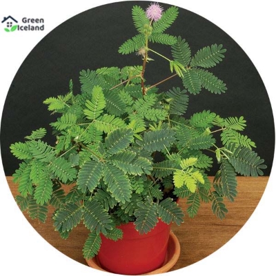 Picture of All Season Lojjaboti/Mimosa Plant Seeds -20 Pcs Seeds