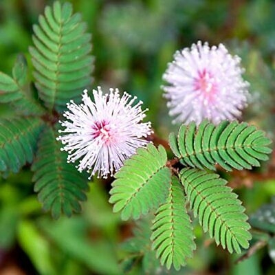 Picture of All Season Lojjaboti/Mimosa Plant Seeds -20 Pcs Seeds