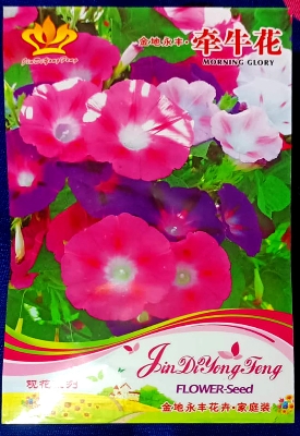 Picture of All Season Multicolor Global Morning Glory Flower Seeds - 30 pcs