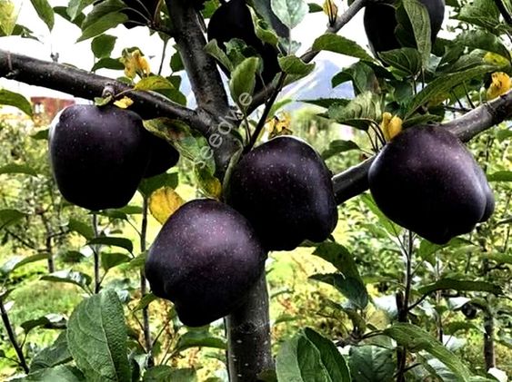 Picture of All Season Black diamond apple Seeds - 10 Pcs Seeds