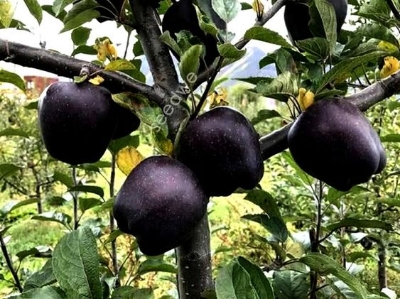 Picture of All Season Black diamond apple Seeds - 10 Pcs Seeds